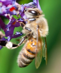 Biting bees
