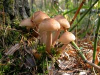 Honey Fungus