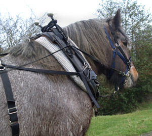 Powys Forest Horses