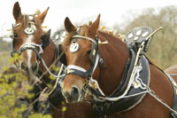 Horse Logging