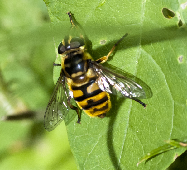 hover-fly-2