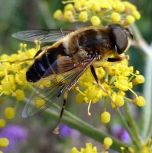 Insect migration, the windscreen phenomenon and declining populations.