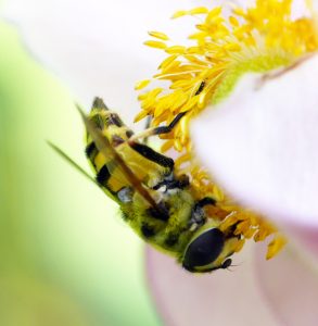 In praise of hoverflies