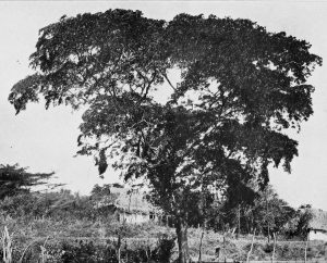 Lignum Vitae - A wood so unique it was used in the first nuclear-powered submarines