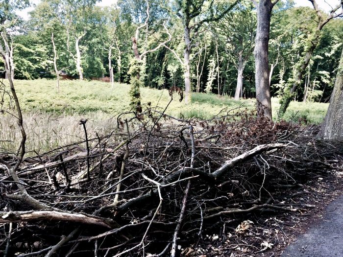 Recycling in a wood?