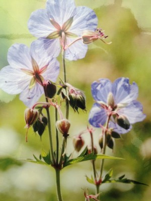 Planting wild flowers in your woodland