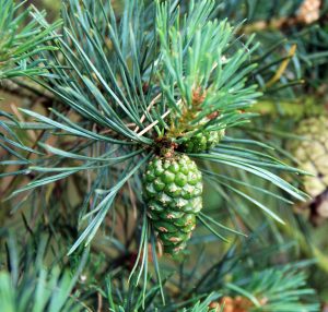 immature pine cone