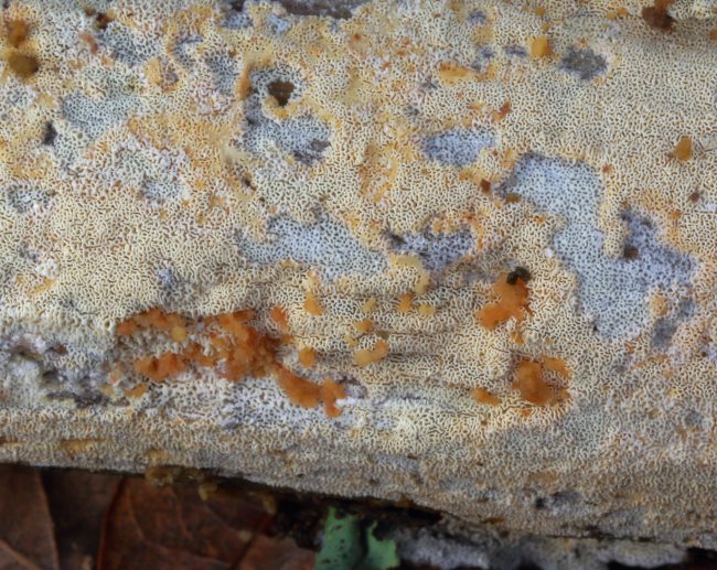 The interesting looking ochre blobs growing on the surface of this Split Porecrust might be an associate fungi with some sort of symbiotic or parasitic relationship to it, but I have been unable to identify it.