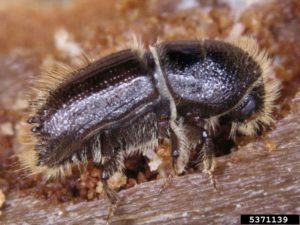 Tree Health Pilot Scheme, targeting pests and diseases.  Finding out about the THP and SPHNs