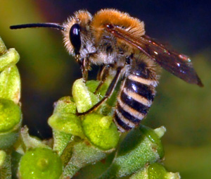 An autumnal bee  - the Ivy Bee,  Colletes hederae.