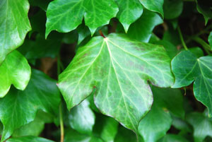 Common Ivy (Hedera helix)