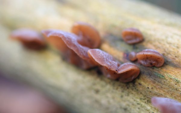 The Jelly Ear fungus is the best-known associate with the elder.