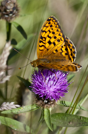 knapweed