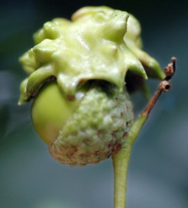 Galls and Oaks