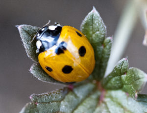 Supporting ladybirds.