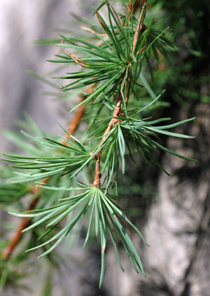 larch-leaves