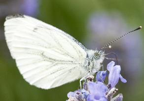 The Big Butterfly Count – Results 2016