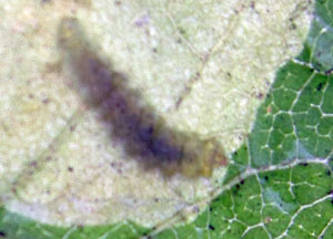 Horse Chestnut leaf miner moth - an App