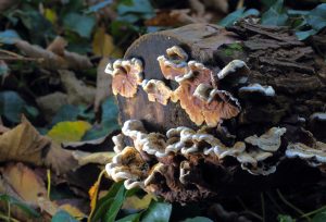 February’s Fungi Focus: Tripe fungus (Auricularia mesenterica)