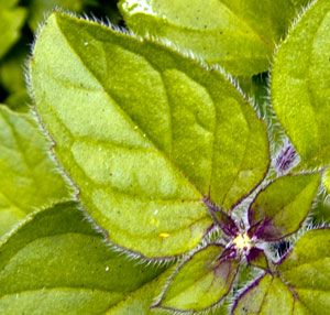 leaf-marjoram