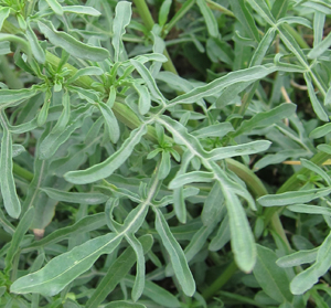 leaf mignonette