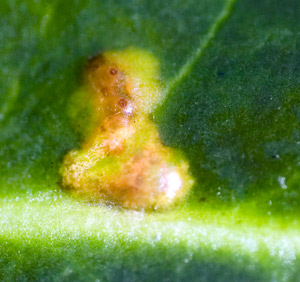 holly leaf miner paraziták)