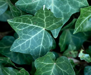 Ivy (Hedera helix)