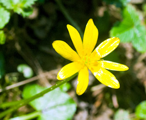 The lesser celandine