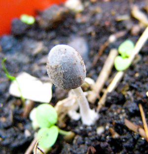 The Monthly Mushroom: The Egghead Mottlegill (Panaeolus semiovatus)
