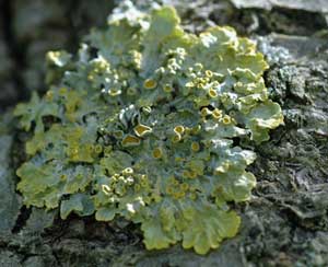 Lichens