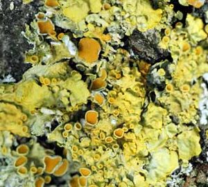 Introducing woodlandsTV videos on LICHENS