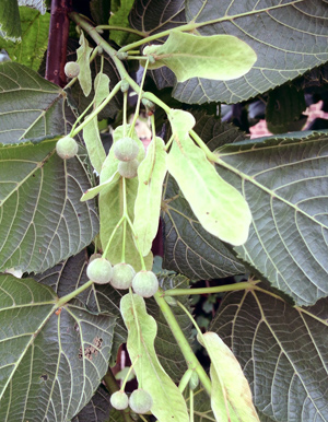 lime-fruits