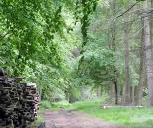 Woodland tracks and paths