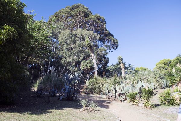  A rich and varied flora covers most of the island