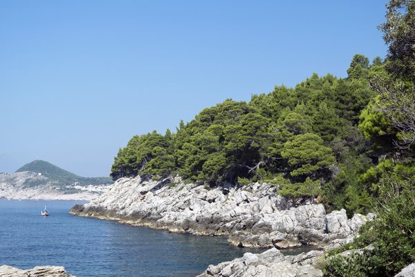  the trees grow almost all the way down to the water-line