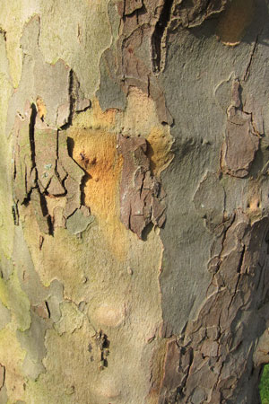 london-plane-bark