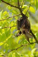 Bats in the Woods - Bat surveys
