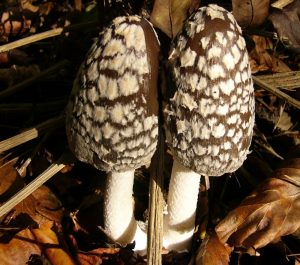 The Monthly Mushroom – The Shaggy Inkcap