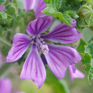 mallow flower 2