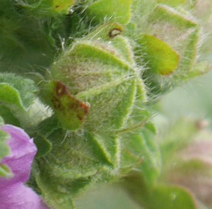 mallow hairs