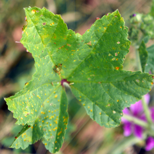 mallow leaf