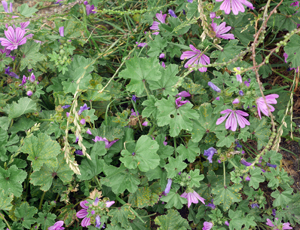 mallow plant