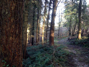 What's happening in the market for commercial woodlands?