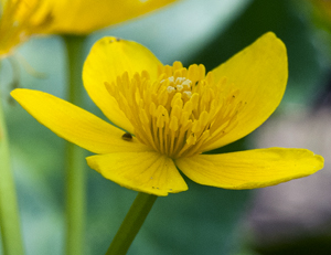 marsh marigold 2