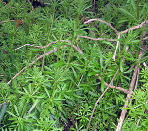 mat-of-cleavers