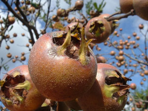 Medlars