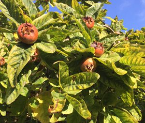 Unusual or exotic trees - The Medlar (Mespilus germanica).