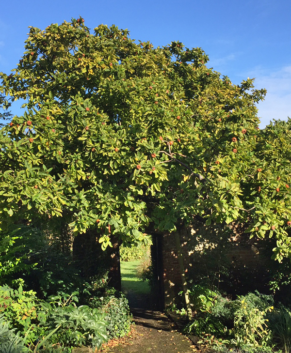 A medlar tree laden with fruit (in early October)