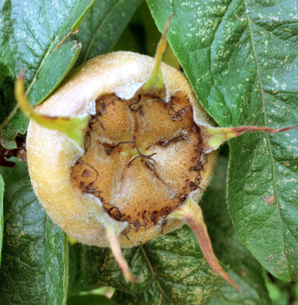 Medlar fruit