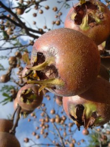 Making medlar cheese